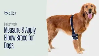 How to Measure & Apply the Balto Soft Elbow Brace | Dog Elbow Support for Arthritis & Injuries