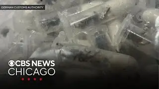 German customs seize more than 1,000 baby tarantulas in sponge cake packages