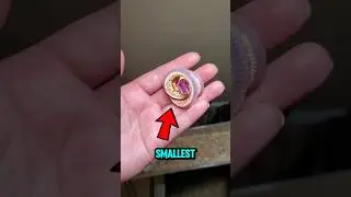 Most Smallest snake in the world! 🌍