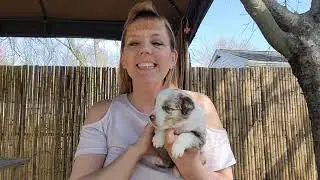 Puppy showcase