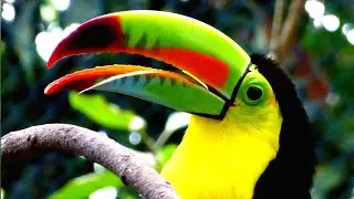 Toucan sounds | Toucan Sound Effect | Toucan music
