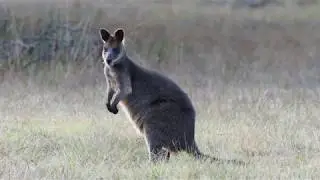 Wallaby Grazing at the Ocean Grove Nature Reserve