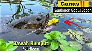 SAMBARAN TERGANAS IKAN GABUS BESAR DARI BAWAH RUMPUT/CASTING GABUS MONSTER