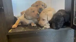River Stone | Olive x Boris | 4-week-old British Labrador Puppies