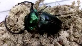 Monster size 80mm Cheirotonus jansoni !!!
