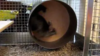 Chinchilla Chenchilla on the 15
