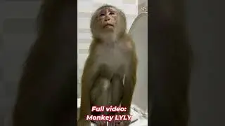 Monkey Lyly fell asleep while pooping #shorts #youtubeshorts #cutefunny