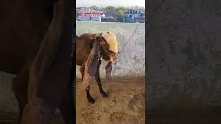 Hyderabadi Breeder For sale #hyderabadigoat #hyderabadi #shorts