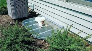 🐶💪 Strong enough for paws you trust - Custom Window Well Covers 