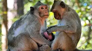O/h...! Big Jonna yearned​ @bsorb milk until r_evokess baby Jiva's mouth from n!pplee Jazzy