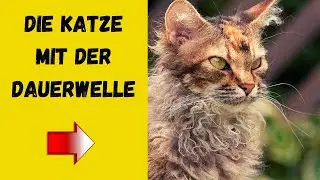 LaPerm - Affectionate and Trusting (The LaPerm Cat Breed Profile)
