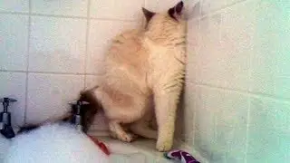 TRY NOT TO WAKE UP YOUR NEIGHBOURS with LAUGHING - Funny ANIMAL compilation