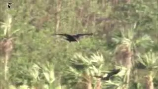 Turkey Vulture in flight