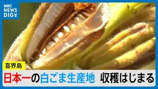 「セサミストリート」日本一の白ごまの生産地で収穫始まる　鹿児島・喜界島(MBCニューズナウ 2025年8月13日放送）