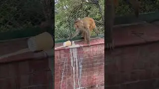 What's inside the cup the monkey is trying so hard to open? #shorts #monkey