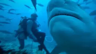 Shark Dive & Shark Feeding Frenzy: Bull Sharks, Grey, Silvertip, Nurse & Lemon Sharks. Part 3/3