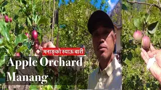 Backyard Apple Orchard Tour || Danakyu Village, Manang