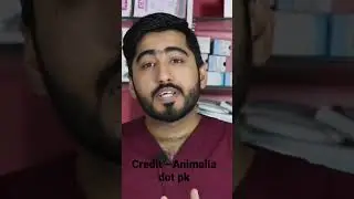 Average monthly cost of a cat | vet Furqan🤗 | #animaliadotpk | full video link in description |