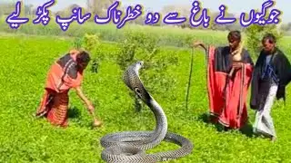 new king cobra video 2025 jogis caught two dangerous snakes from the garden nadeen jogi nag cobra tv