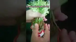 Growing Coriander in water using its roots || Tip: Change the water daily 💦