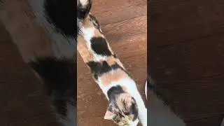 #calico #cat #goodvibes #climbing #catshorts 😻