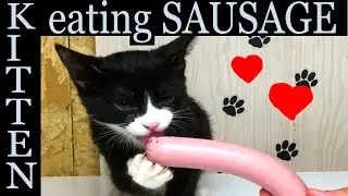 Kitten eating sausage asmr