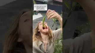 MAN EATS A WHOLE DATURA FLOWER 😱 #viral #nature #datura #memes