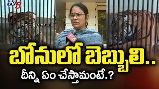 బోనులో బెబ్బులి.. | Visakhapatnam Zoo Park Curator Mangamma about Rajahmundry Tiger | TV5 News