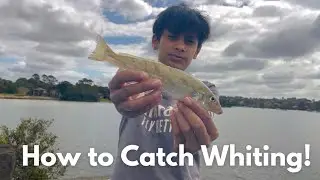 How To Catch WHITING! - Catching Whiting With Bait Tips Class!