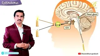 Epithalamus Anatomy 🧠 Pineal Gland, Habenula, Habenular Commissure & Stria Medullaris | USMLE