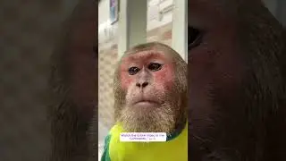 CUBIS cried goodbye to CUTIS before leaving! #monkey #monkeysr #babymonkey