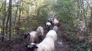 Velkića brdo Bosanski Novi ispa&scaron;a ovaca - 17.10.2023.