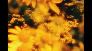 Golden Frequency.