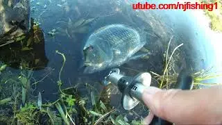 North Community Park fishing 2 of 2 - giant cichlid