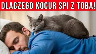 Jeśli twój kocur śpi z tobą, koniecznie to zobacz…