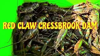 Red claw Lake Cressbrook Dam catching red claw in Queensland fishing yabbies yabby hunting