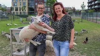 Gemeente Katwijk wil Dierenweide Westerweide sluiten - KATWIJK ACTUEEL