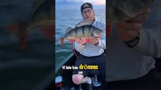 Abborrefiske n&auml;r det &auml;r som b&auml;st!  48 cm & 1500g! #abborre #abborrfiske #perch