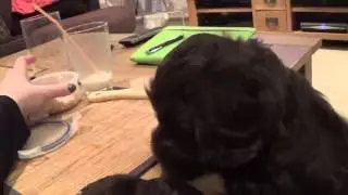 Puppy Vlog - Labradoodle 9 Weeks Old - First Week Home