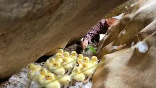 Discovering a Mysterious Duck Nest While Looking for Vegetables – A Journey Full of Surprises!
