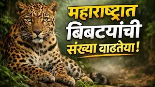 महाराष्ट्रात बिबट्यांची संख्या वाढतेय! | Leopard Growth in Maharashtra Explained 🐆 |  MARATHI NEWS