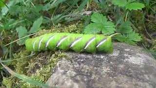 Chenille Sphinx du tro&egrave;ne
