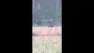 Solo Turkey Hunt 2024