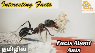 Interesting Facts| Facts About Ants | MTC Homeschooling | Preethi Ranjith |