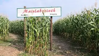 Das Maislabyrinth - gr&uuml;ner Irrgarten in Anreppen