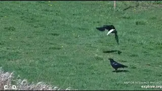 Decorah N1 Goose Cam~Two Crows Each With A Fish-Goslings Swimming and Foraging With Parents_4/29/25