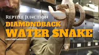Creature Discovery | Diamondback Water Snake