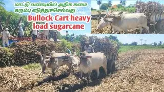 Bullock Cart heavy sugarcane load | one Bullock Cart power performance | Farmers Dreams