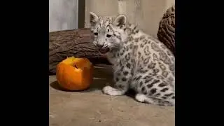 CUTE SNOW LEOPARDS Plays with a Pumpkin  🎃❄️ | Adorable Wild  Moments 🐆