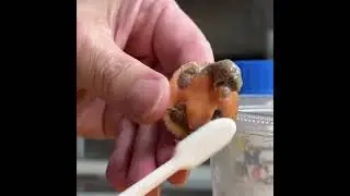 Turtle Tickles #shorts